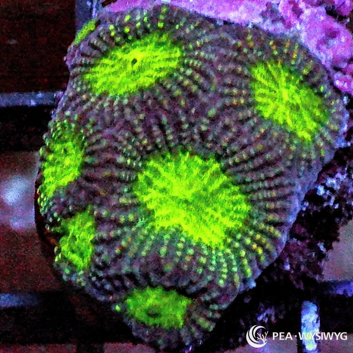 Green Moon Favia Dipsastraea sp. WYSIWYG coral frag with dark green purple tissue, neon green moon-like centers, and encrusting stony coral growth