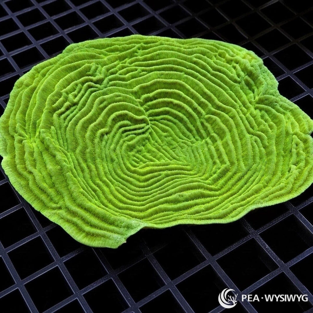 Green Pachyseris Elephant Skin Coral Pachyseris sp. colony with fluorescent green tissue and sweeping parallel ridges