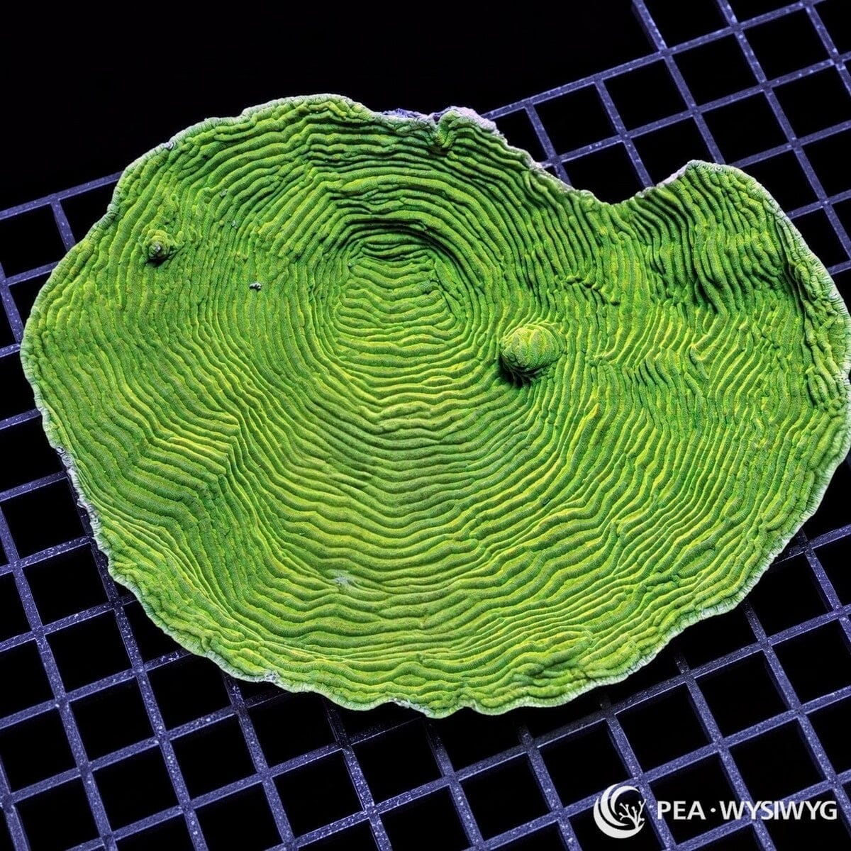 Green Pachyseris Elephant Skin Cupping Plate Pachyseris speciosa coral with vivid green concentric ridges and broad cupped plating growth