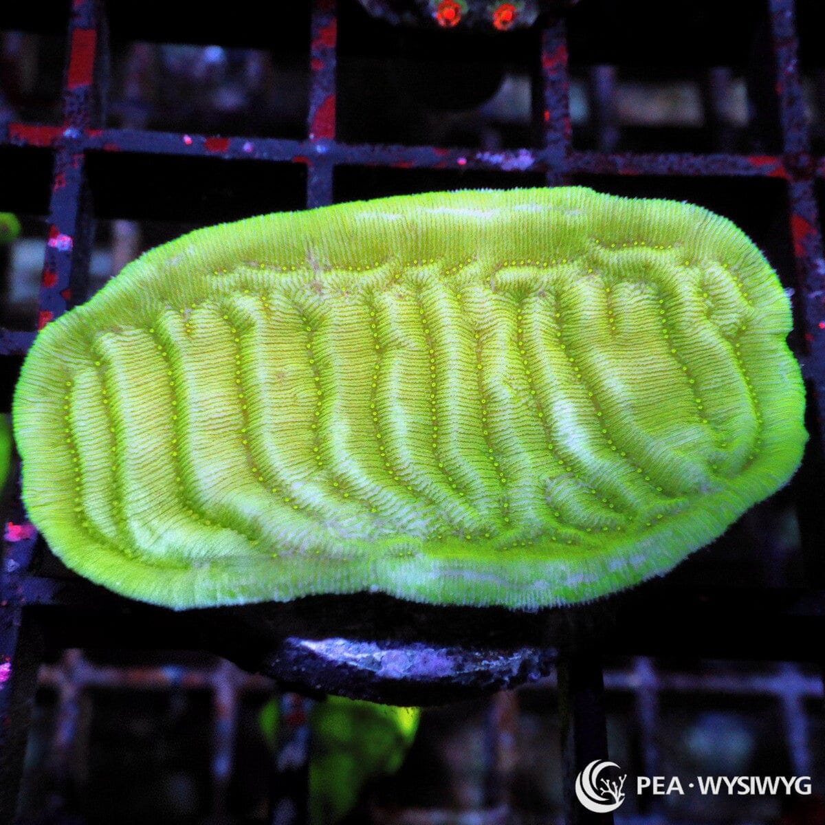 Green Pachyseris Elephant Skin coral with bright green ridged surface, WYSIWYG under $25 reef coral frag