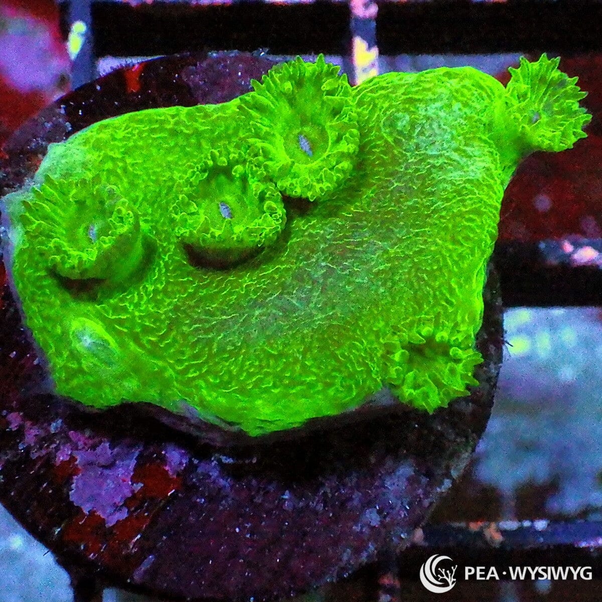 Green Pagoda Cup Turbinaria Turbinaria sp. WYSIWYG coral with vivid fluorescent green tissue and raised fleshy polyps