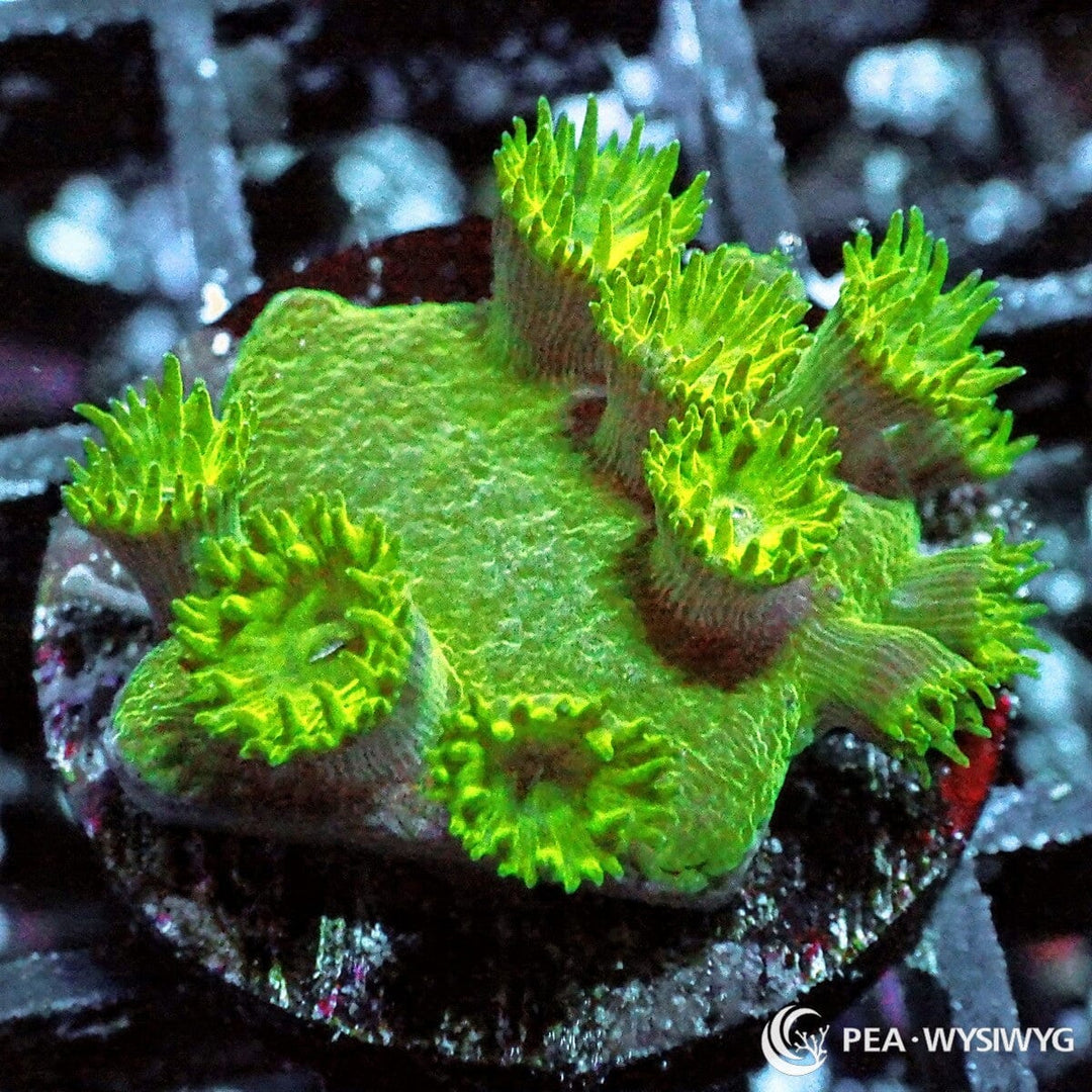 Green Pagoda Cup Turbinaria Turbinaria peltata WYSIWYG Under $25 coral frag