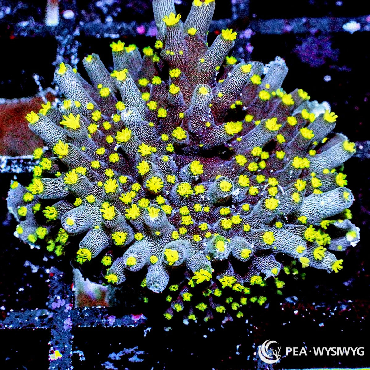 Green Polyp Acropora aquacultured SPS coral with bright green polyps and branching growth