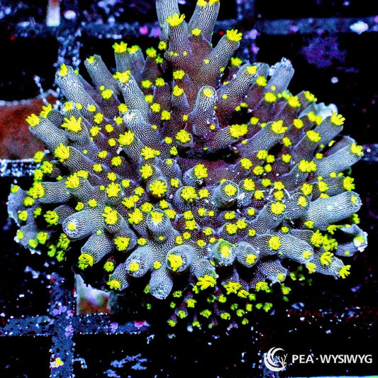 Green Polyp Acropora aquacultured SPS coral with bright green polyps and branching growth