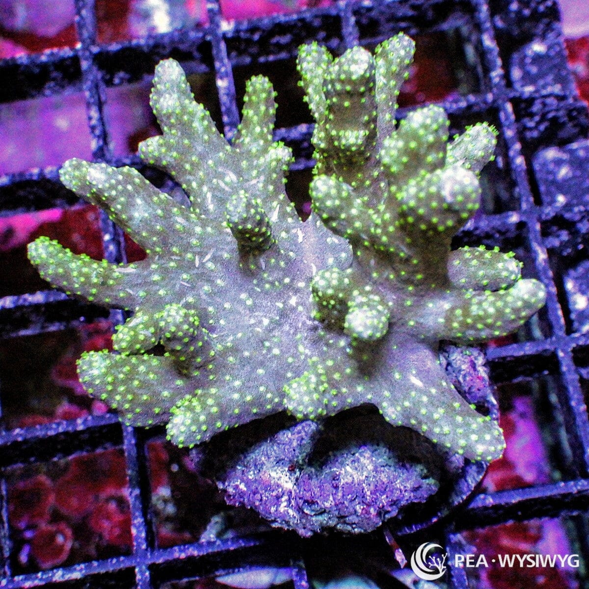 Green Polyp Finger Leather Sinularia flexibilis WYSIWYG soft coral frag with gray green branching growth and neon green polyps