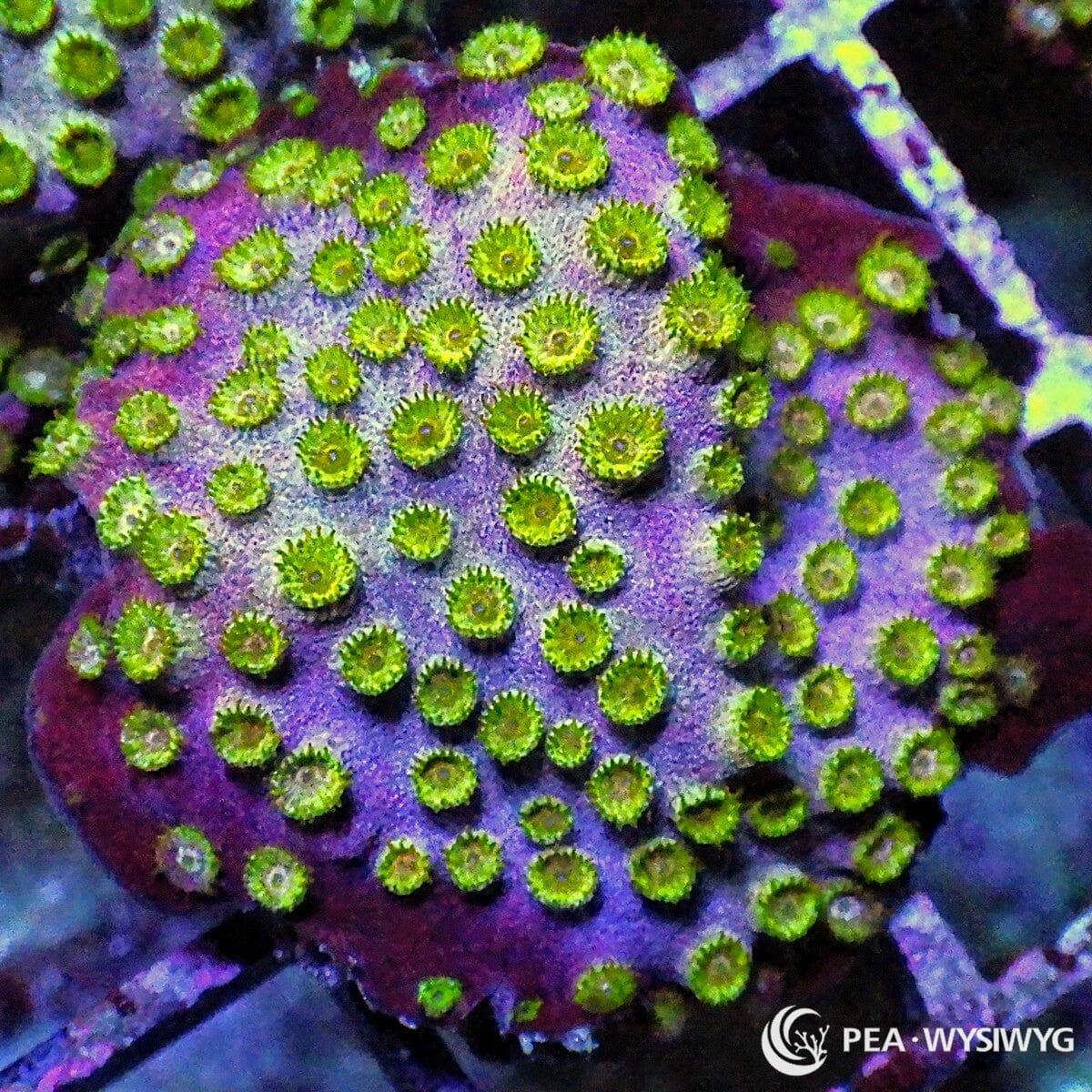 Green Polyp Pinkie Cyphastrea coral with bright green polyps on a pink-purple base, WYSIWYG under $25 coral frag