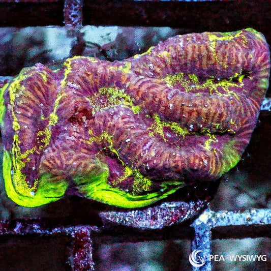 Green Rim Maze Brain Platygyra sp. WYSIWYG coral with burgundy-purple maze-like ridges and vivid fluorescent green edging