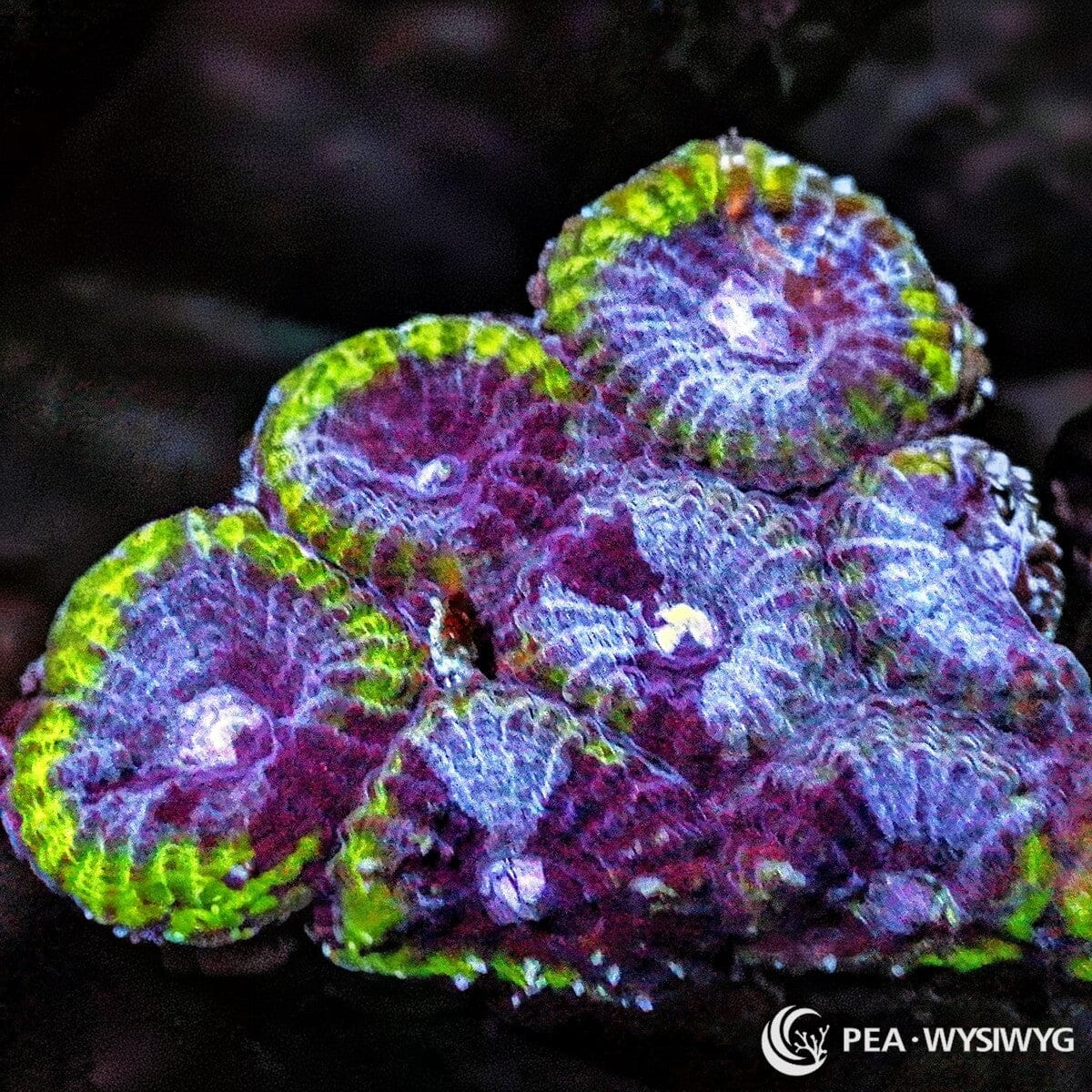 Green Rim Mottled Favia LPS coral with green rim and mottled coloration, WYSIWYG under $25 coral frag