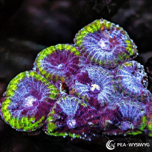 Green Rim Mottled Favia LPS coral with green rim and mottled coloration, WYSIWYG under $25 coral frag