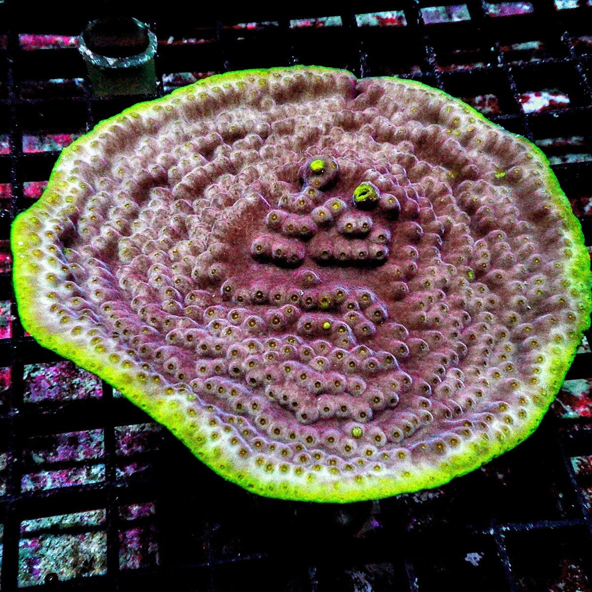Green Rim Plating Turbinaria Turbinaria reniformis LPS coral colony
