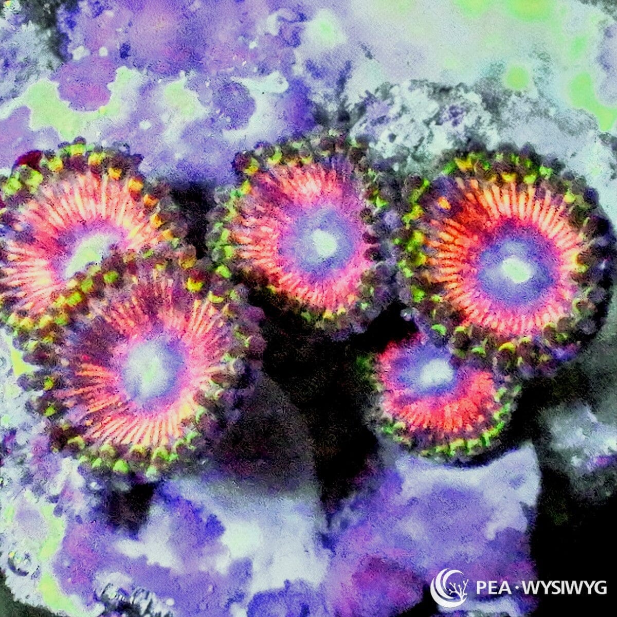 Green skirt pink red Zoanthids WYSIWYG frag with bright pink centers and green skirt polyps