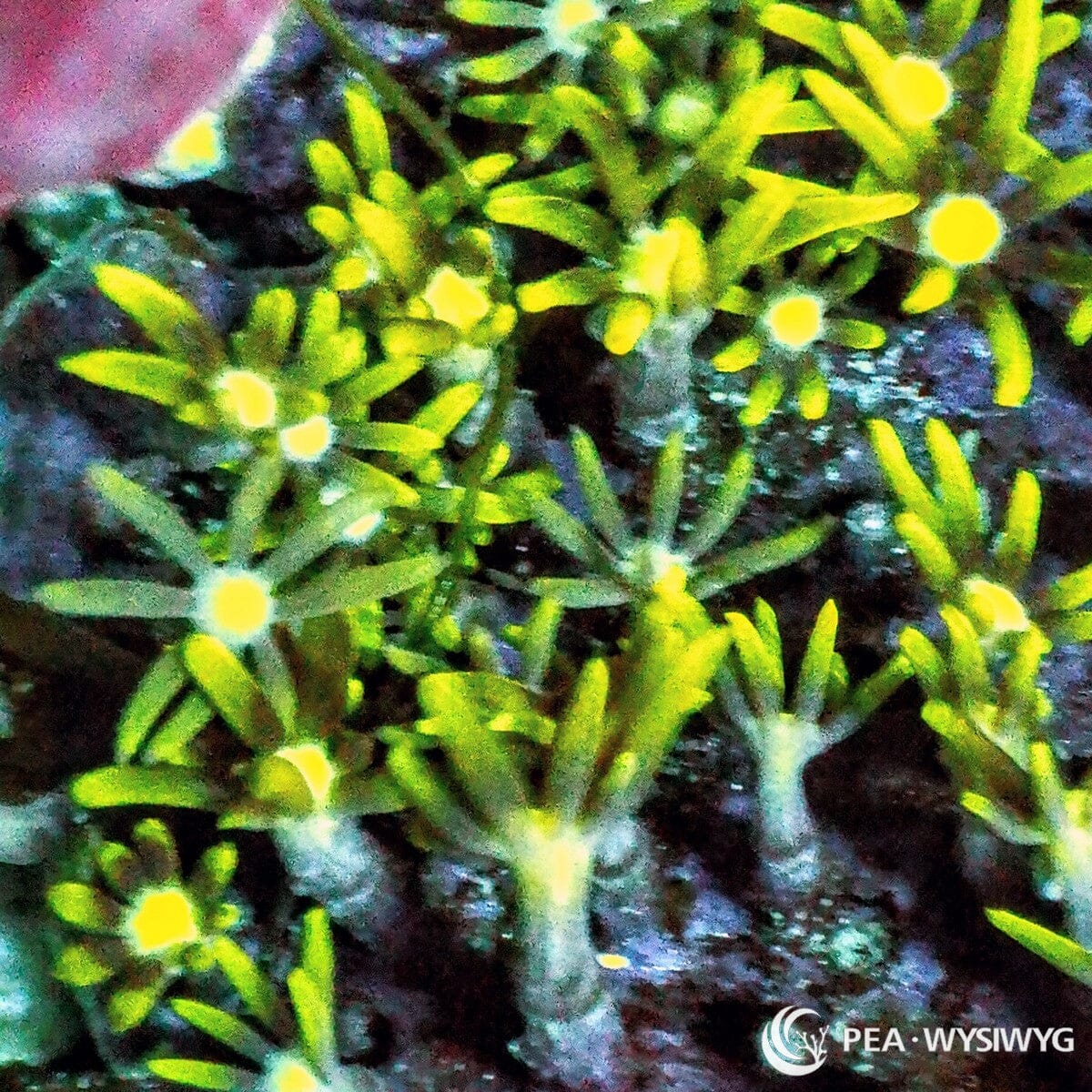 Green Star Polyps Pachyclavularia violacea WYSIWYG soft coral frag with neon green yellow star shaped polyps and bright glowing centers