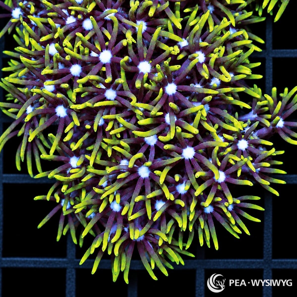 Yellow Tip Green Star Polyps Pachyclavularia violacea colony with purple tentacles, fluorescent yellow-green tips, and bright pale centers