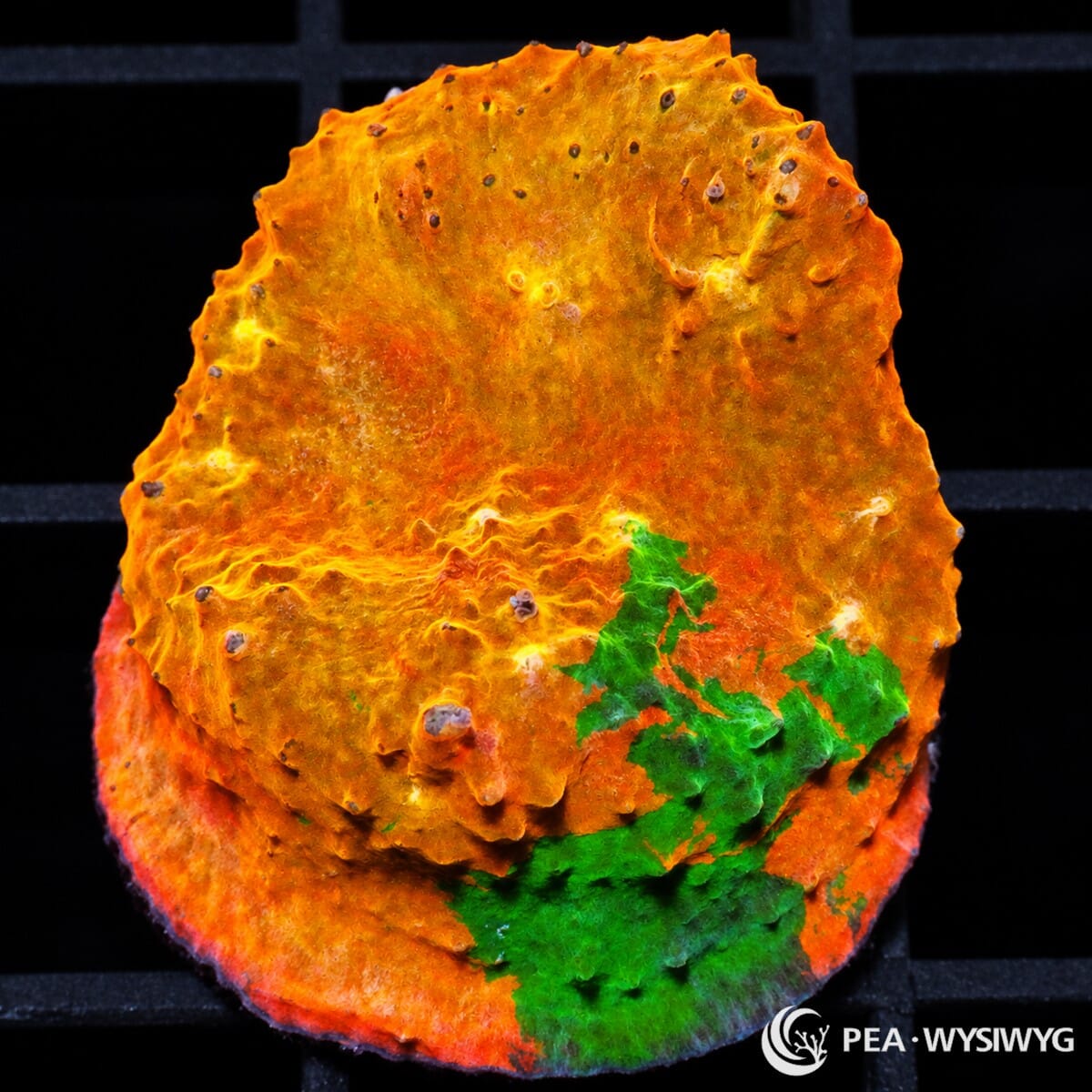 Green Streak Orange Chalice Echinophyllia sp. with vivid orange tissue, a fluorescent green streak, and a textured plating growth form