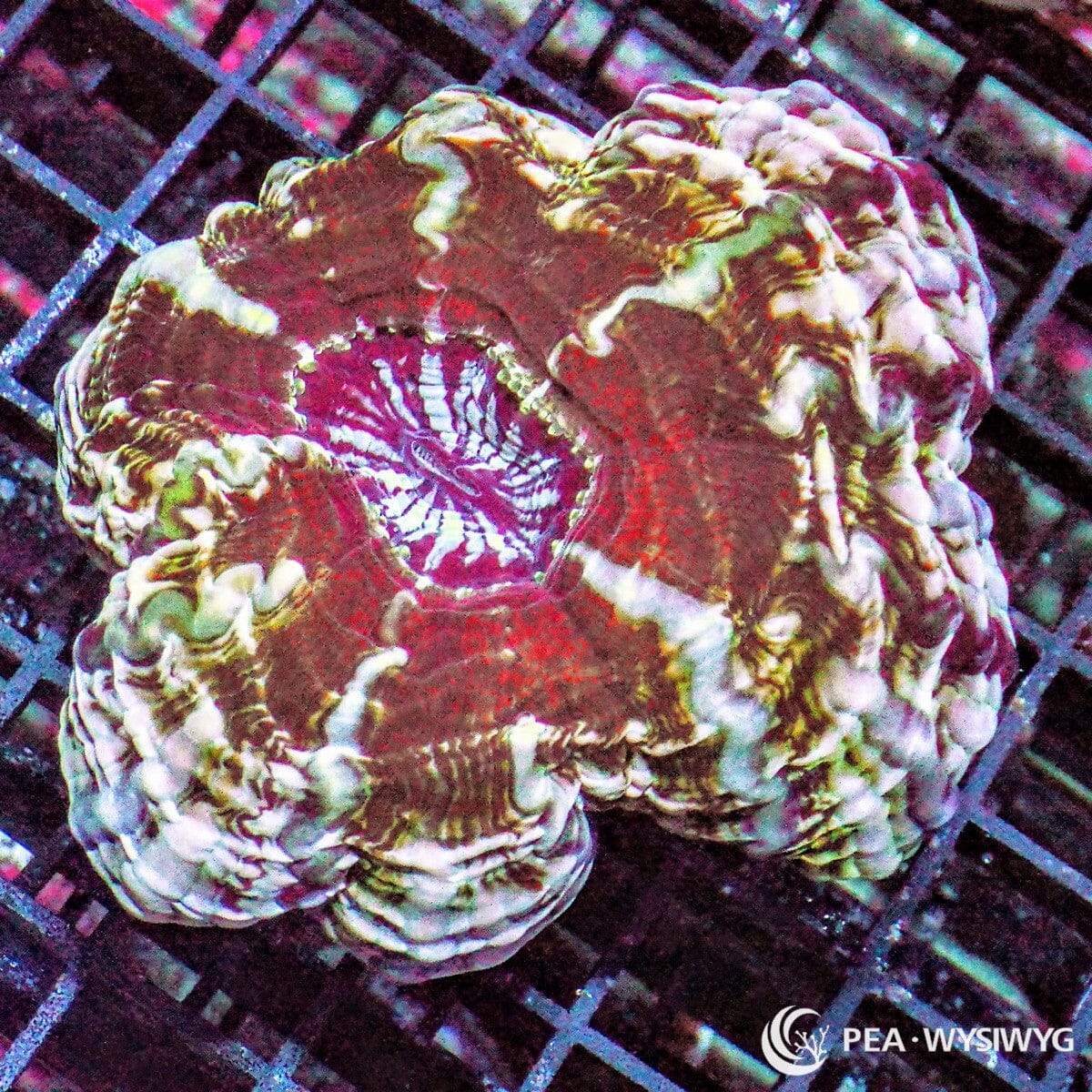 Green Striped Indophyllia Indophyllia macassarensis WYSIWYG LPS coral colony with red brown body, cream folds, and green striped pattern