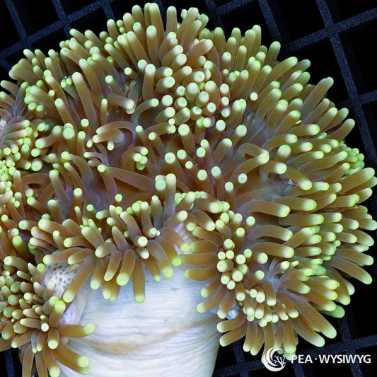 Green Tip Heteractis Crispa Anemone (Heteractis crispa) displaying elongated tan and lavender-brown tentacles with luminous pale-green tips and a pale ribbed column. WYSIWYG specimen photographed at Pacific East Aquaculture.