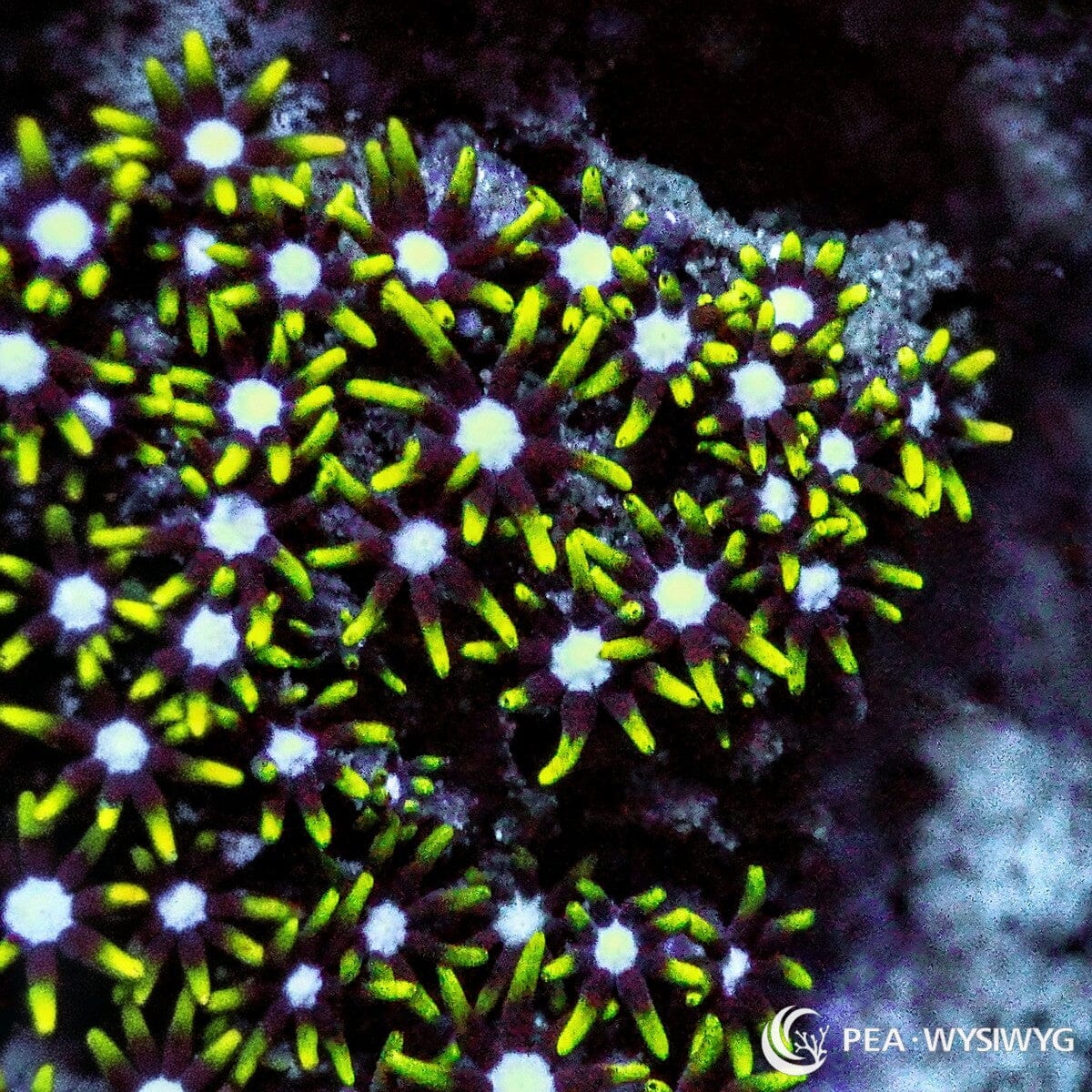 Green Tip Star Polyps Pachyclavularia sp. WYSIWYG coral with fluorescent yellow-green tentacle tips, dark purple-brown polyps, and pale centers