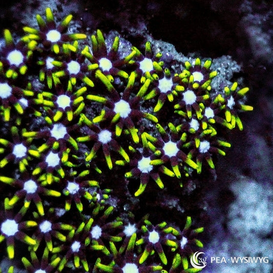 Green Tip Star Polyps Pachyclavularia sp. WYSIWYG coral with fluorescent yellow-green tentacle tips, dark purple-brown polyps, and pale centers
