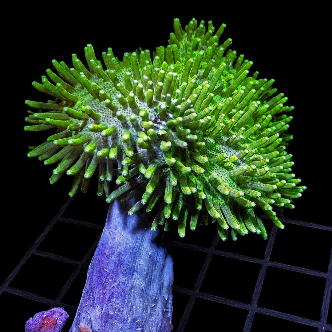 Green Toadstool Leather Coral Sarcophyton sp. WYSIWYG soft coral with green polyp cap