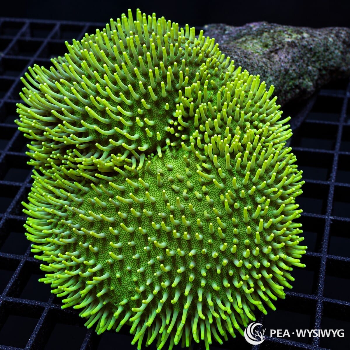 Green Toadstool Leather Coral Sarcophyton sp. colony with vivid green cap and long yellow-green extended polyps