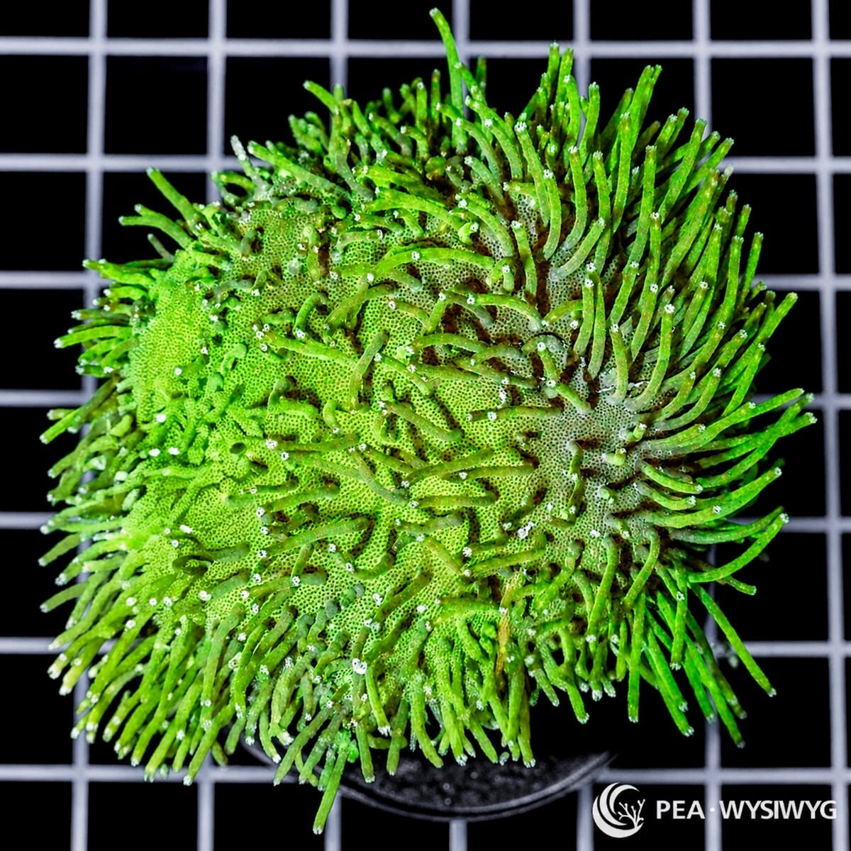 Green Toadstool Leather soft coral colony WYSIWYG with bright green cap and extended polyps