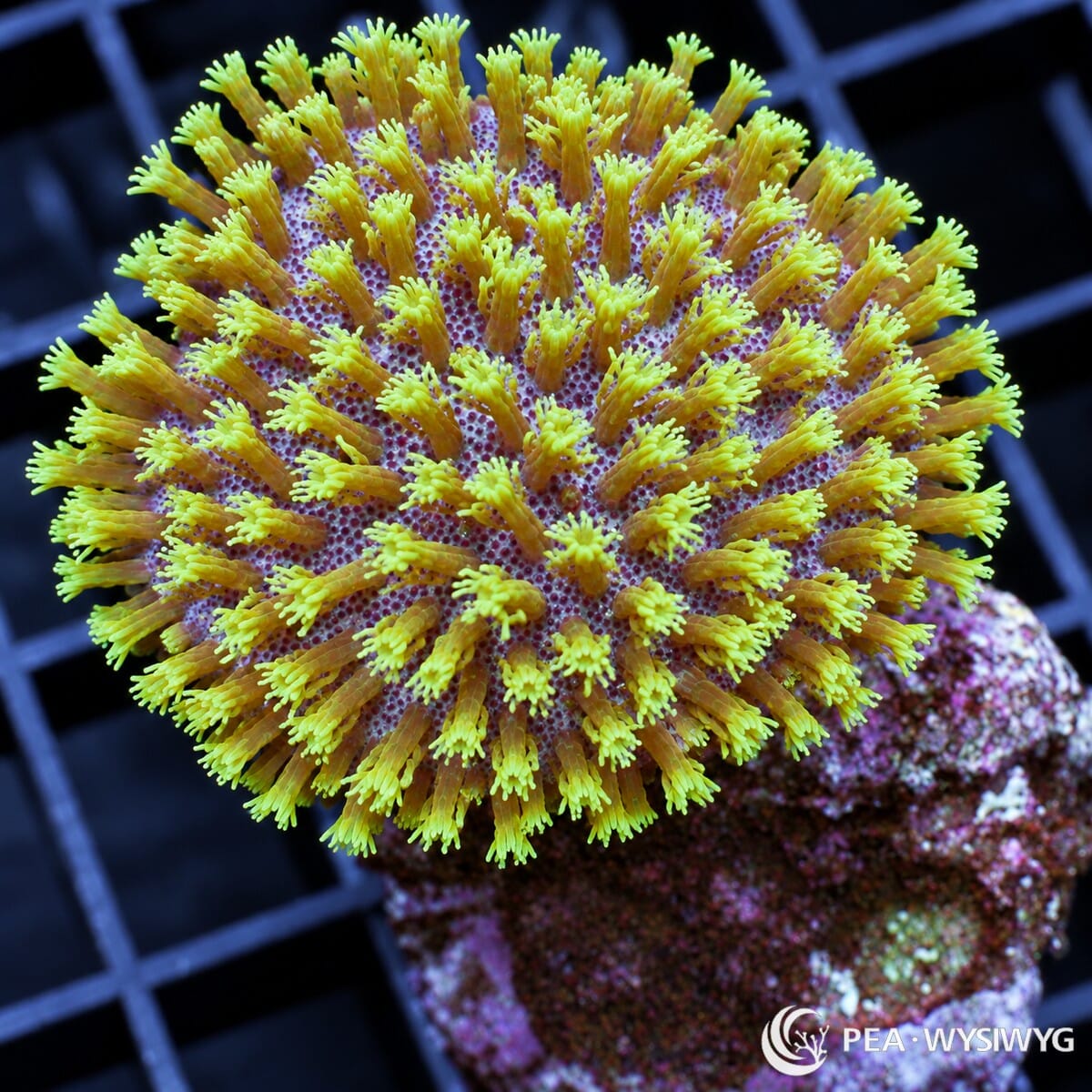 Green Toadstool Leather Sarcophyton sp. with a rounded cap and dense elongated fluorescent yellow-green polyps