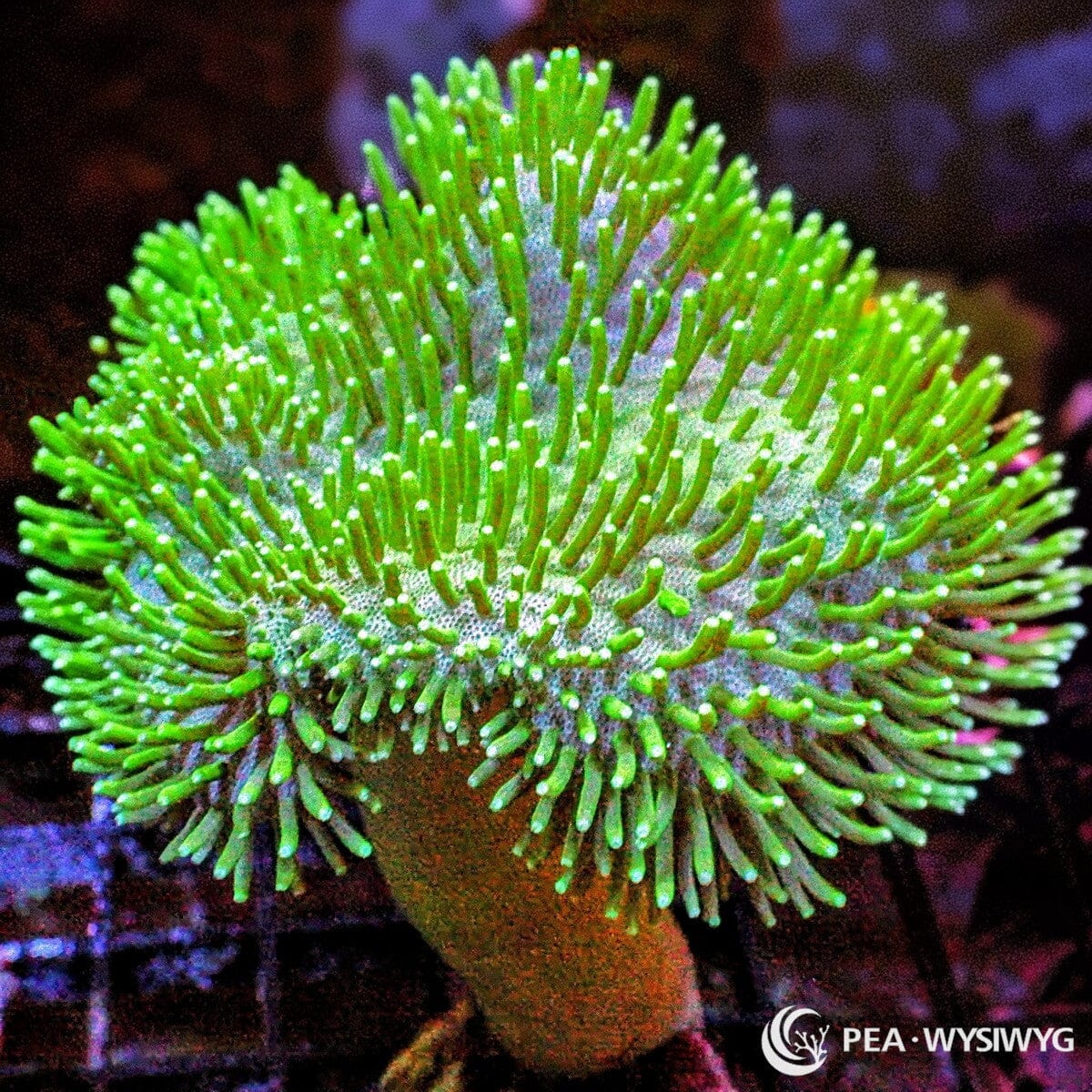 Green Toadstool Leather WYSIWYG soft coral with bright green extended polyps and classic mushroom shape