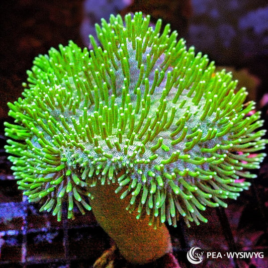 Green Toadstool Leather WYSIWYG soft coral with bright green extended polyps and classic mushroom shape