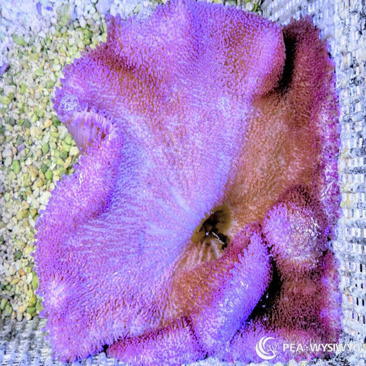 Purple Haddoni Carpet Anemone with rich purple coloration and clownfish hosting behavior.