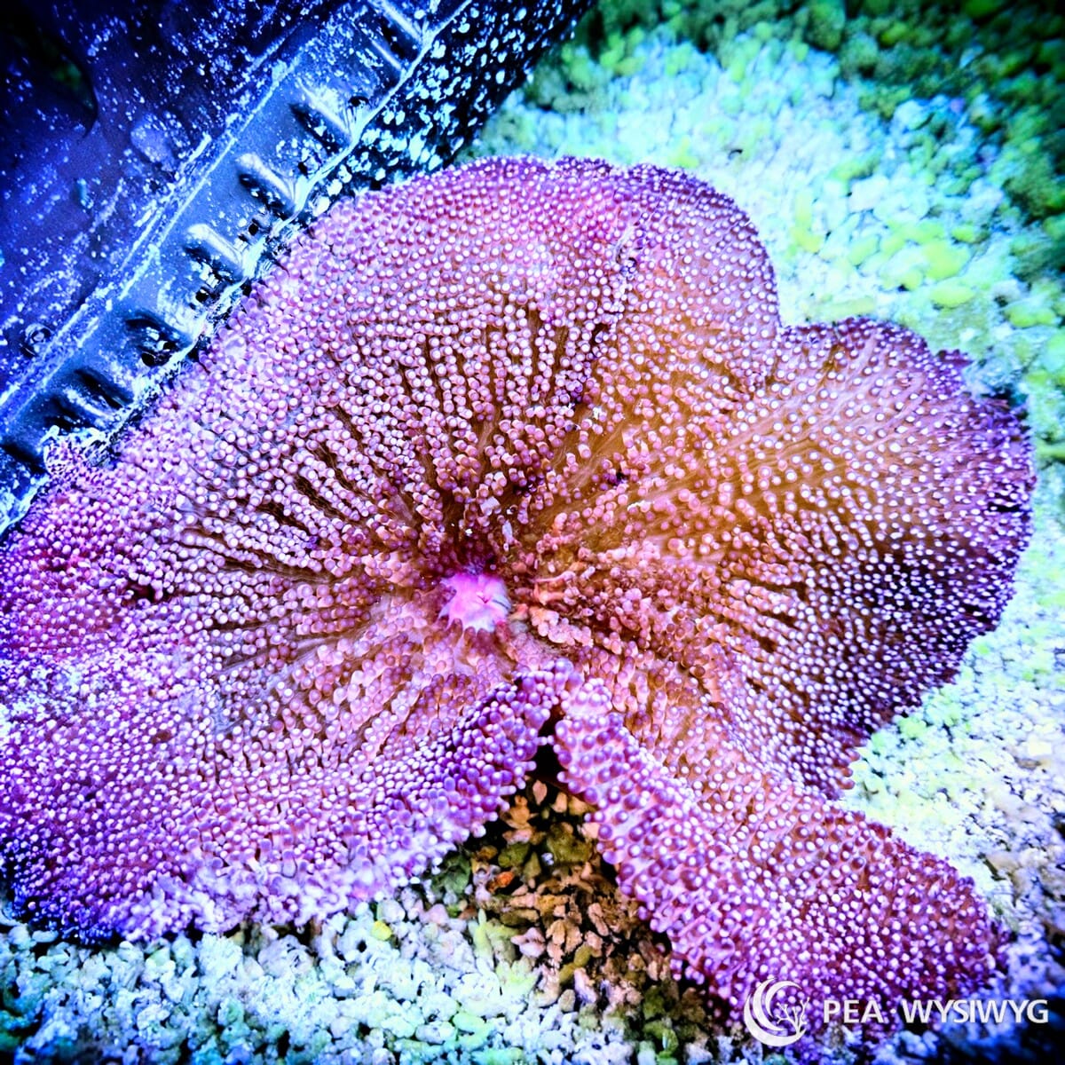 WYSIWYG Purple Haddoni Carpet Anemone PH002 in reef aquarium at Pacific East Aquaculture