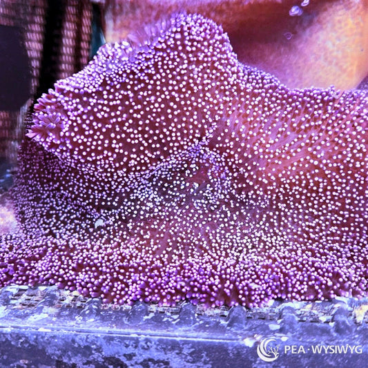 WYSIWYG Purple Haddoni Carpet Anemone PH003 in reef aquarium at Pacific East Aquaculture