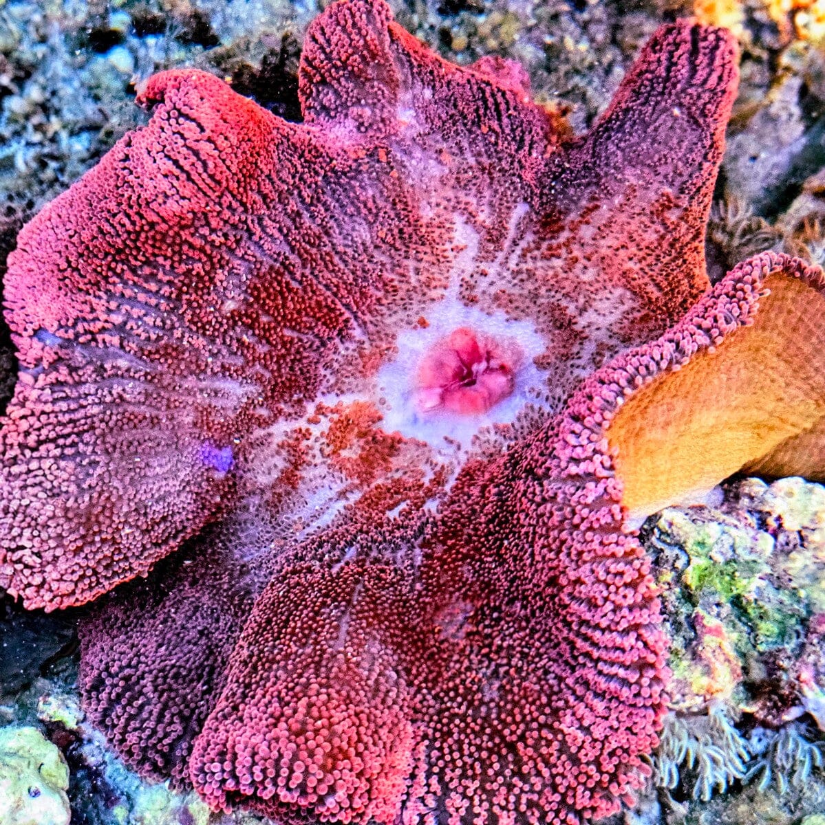Red Haddoni Carpet Anemone with pink red folds and pink-purple center for reef aquariums