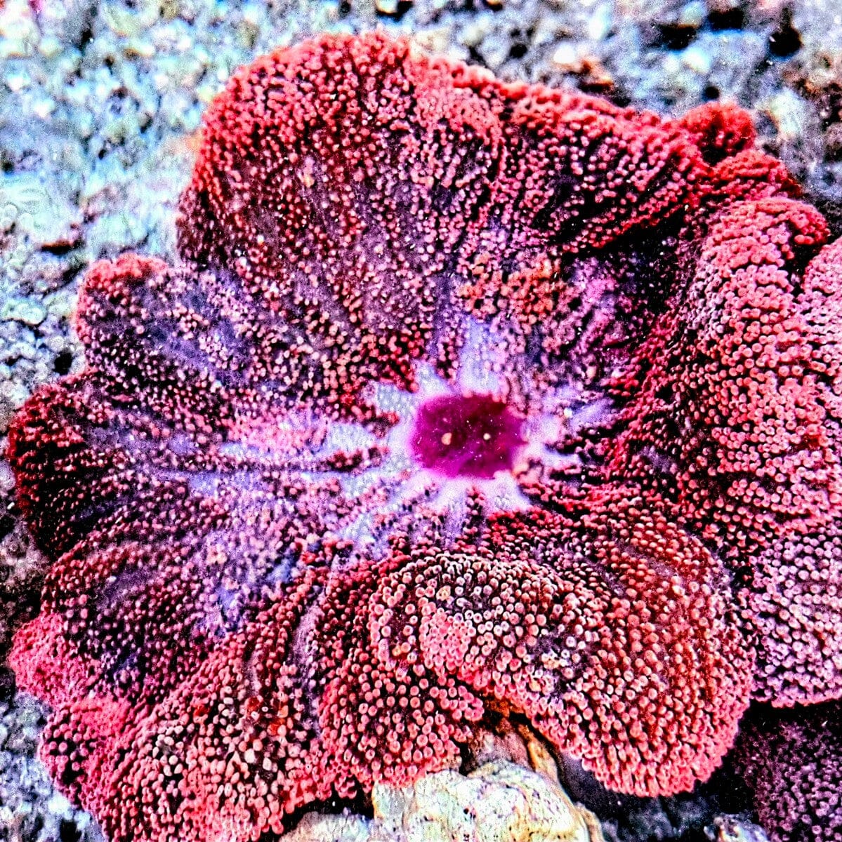 Red Haddoni Carpet Anemone with bright red pink texture and deep pink-purple center for saltwater aquariums