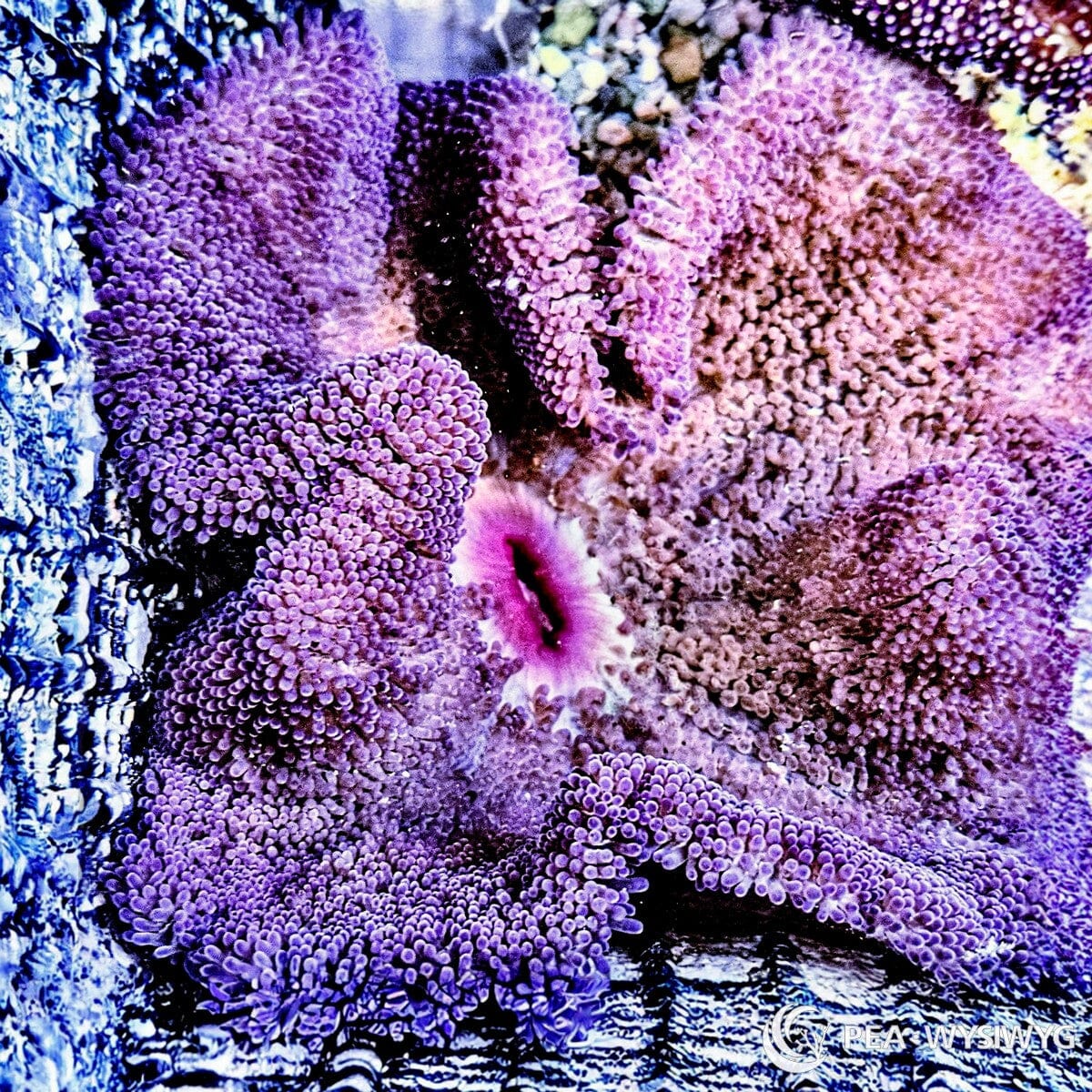 WYSIWYG Purple Haddoni Carpet Anemone PH001 in reef aquarium at Pacific East Aquaculture