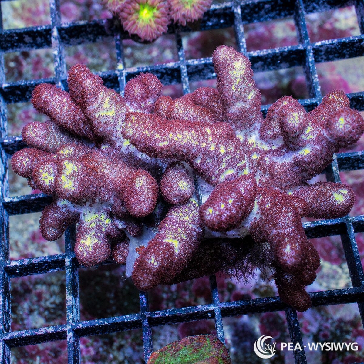 Hairy Beast Finger Leather Sinularia flexibilis WYSIWYG soft coral frag with reddish brown branching growth cream highlights and fuzzy polyps