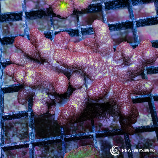 Hairy Beast Finger Leather Sinularia flexibilis WYSIWYG soft coral frag with reddish brown branching growth cream highlights and fuzzy polyps