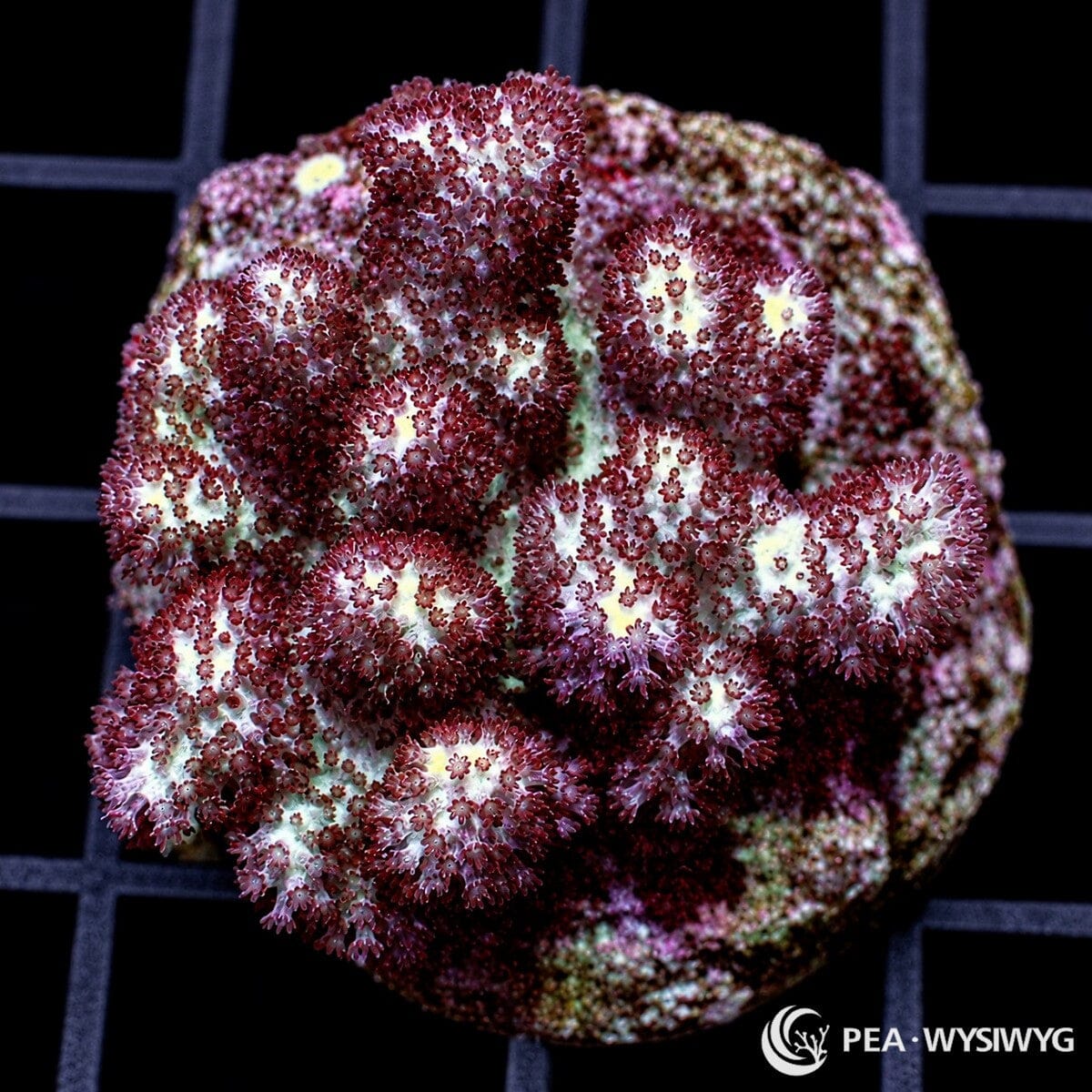Hairy Beast Finger Leather Sinularia sp. with pale branching lobes densely covered in burgundy-red extended polyps