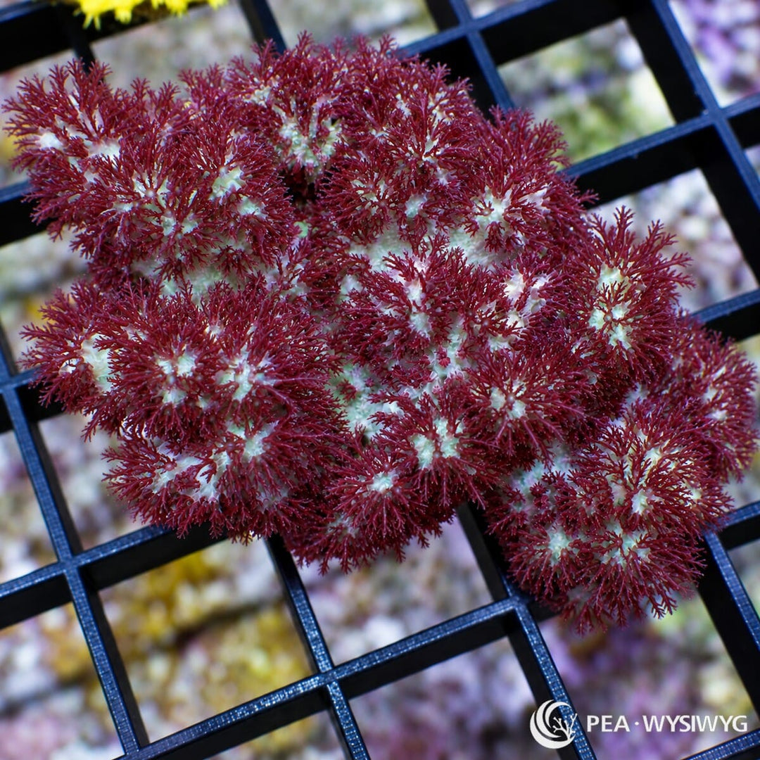 Hairy Beast Finger Leather Sinularia sp. with dense burgundy-red feathery polyps covering pale branching finger-like lobes