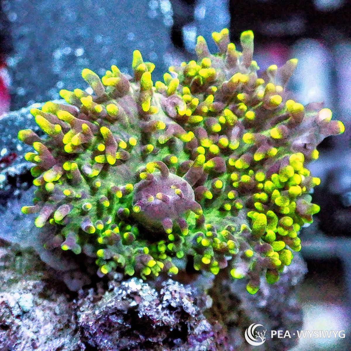 Hairy Green Mushroom Rhodactis species WYSIWYG Under $25 soft coral frag
