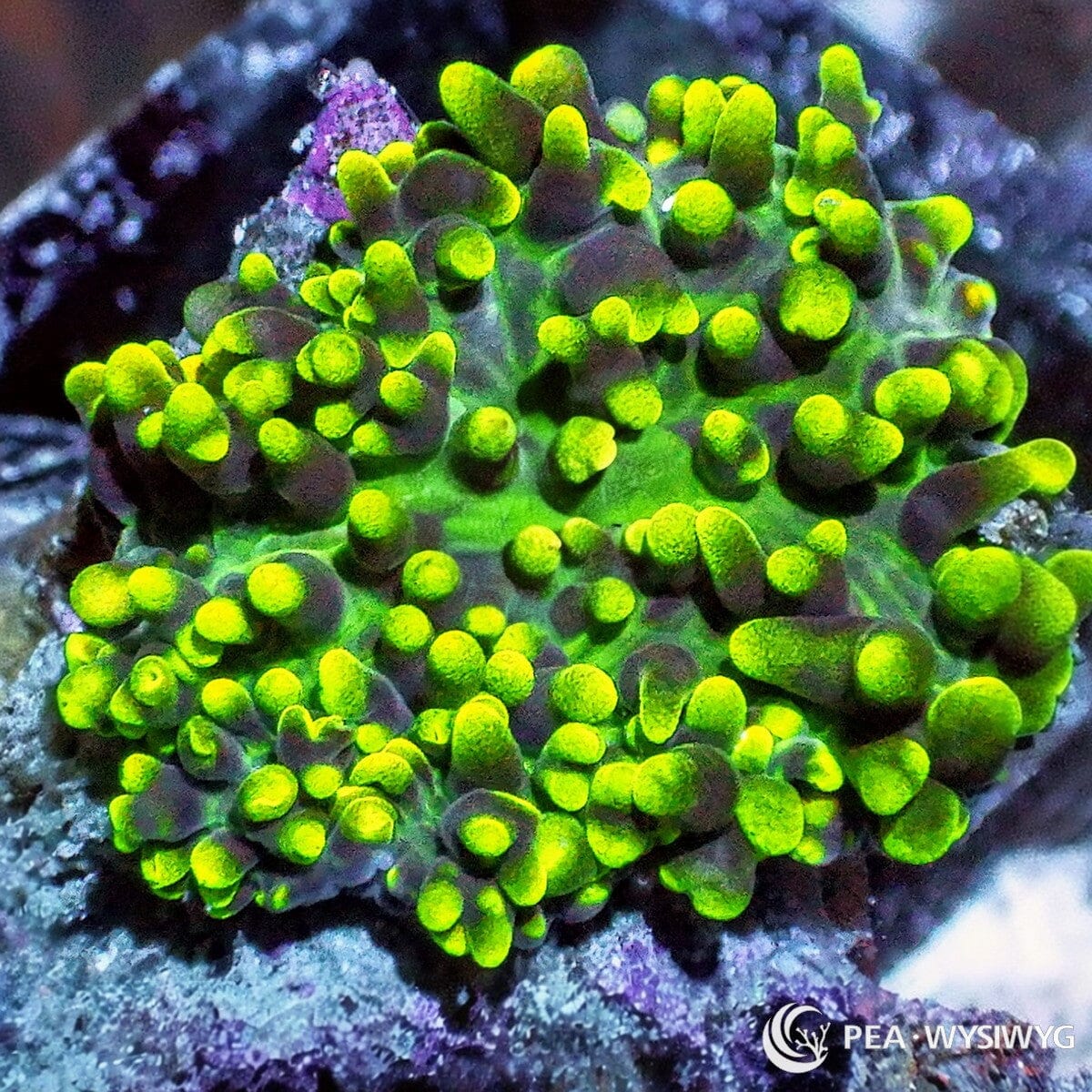 Hairy Green Mushroom aquacultured mushroom coral with bright green coloration and textured surface