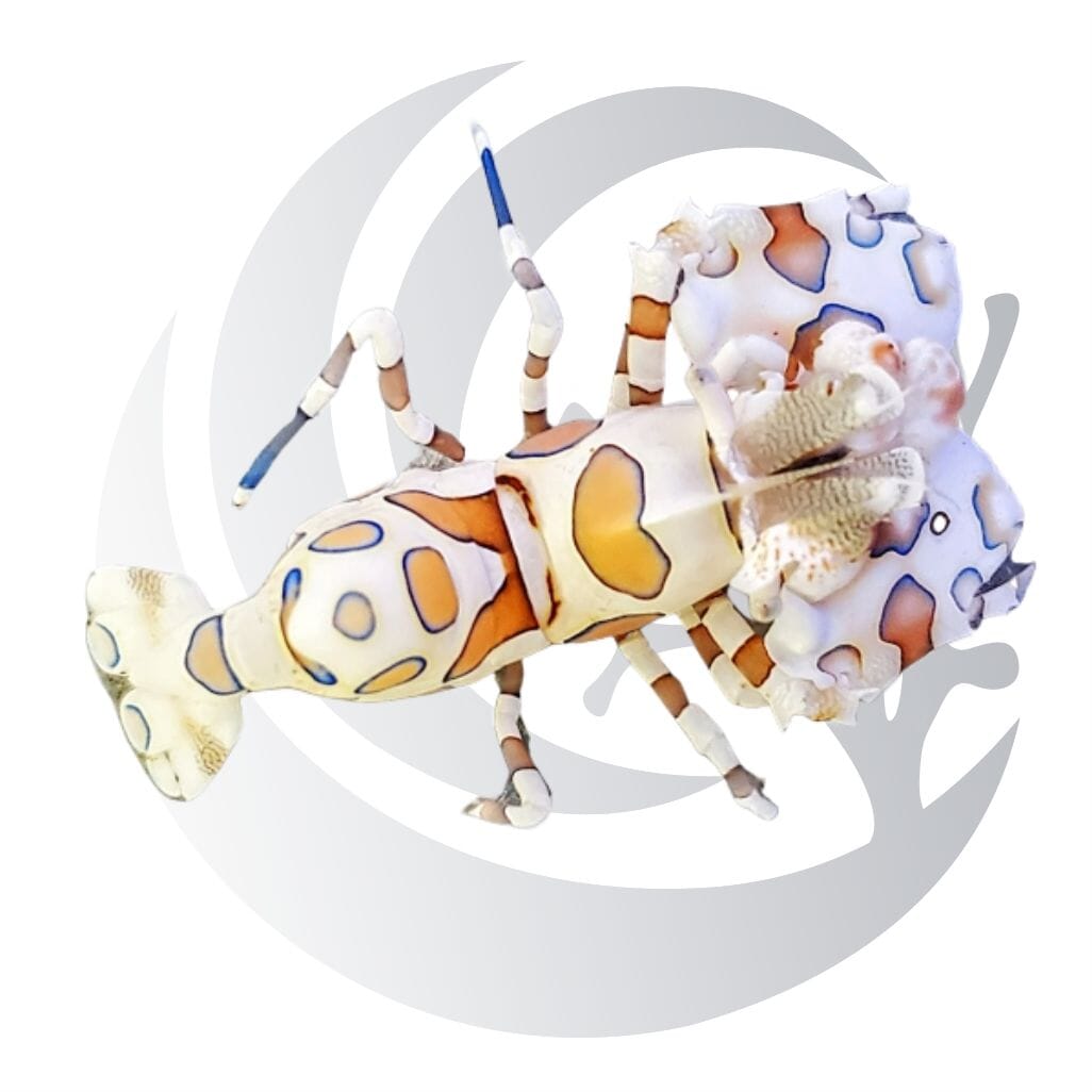 Harlequin Shrimp (Hymenocera picta), sea star predator, small saltwater aquarium invert