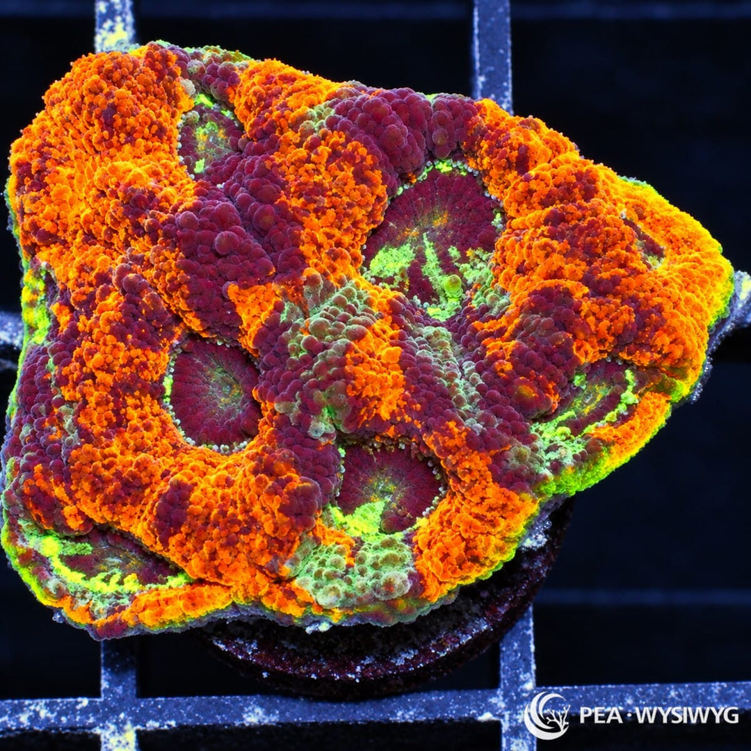 Haunted Halloween Acan Echinata Acanthastrea echinata WYSIWYG coral with fluorescent orange, burgundy-purple, and neon green coloration