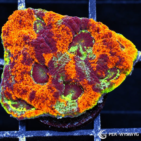 Haunted Halloween Acan Echinata Acanthastrea echinata WYSIWYG coral with fluorescent orange, burgundy-purple, and neon green coloration