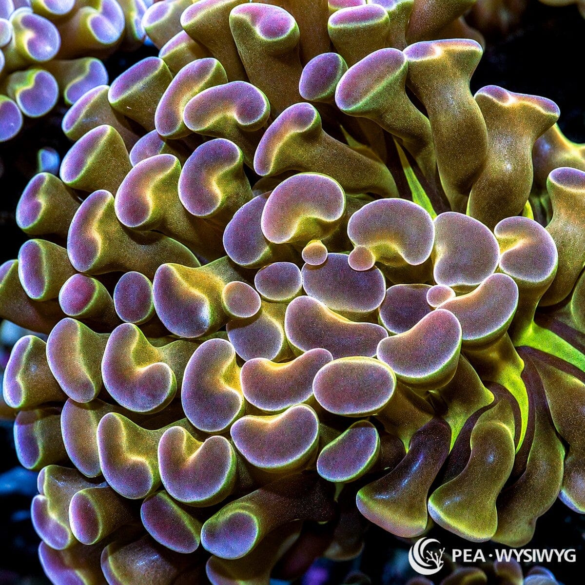 WYSIWYG Hologram Branching Hammer Euphyllia coral with iridescent purple, green, and gold tones