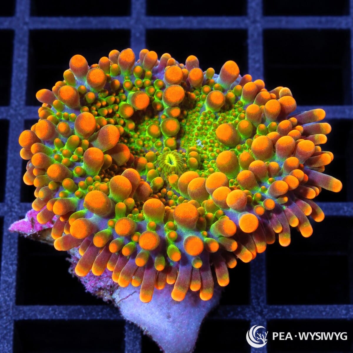 Hot Orange Lime Ricordea Yuma Ricordea yuma WYSIWYG coral frag with lime-green tissue and vivid hot-orange vesicles