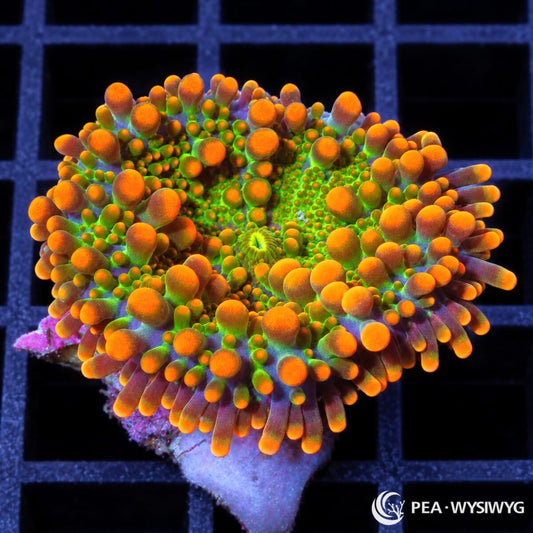 Hot Orange Lime Ricordea Yuma Ricordea yuma WYSIWYG coral frag with lime-green tissue and vivid hot-orange vesicles