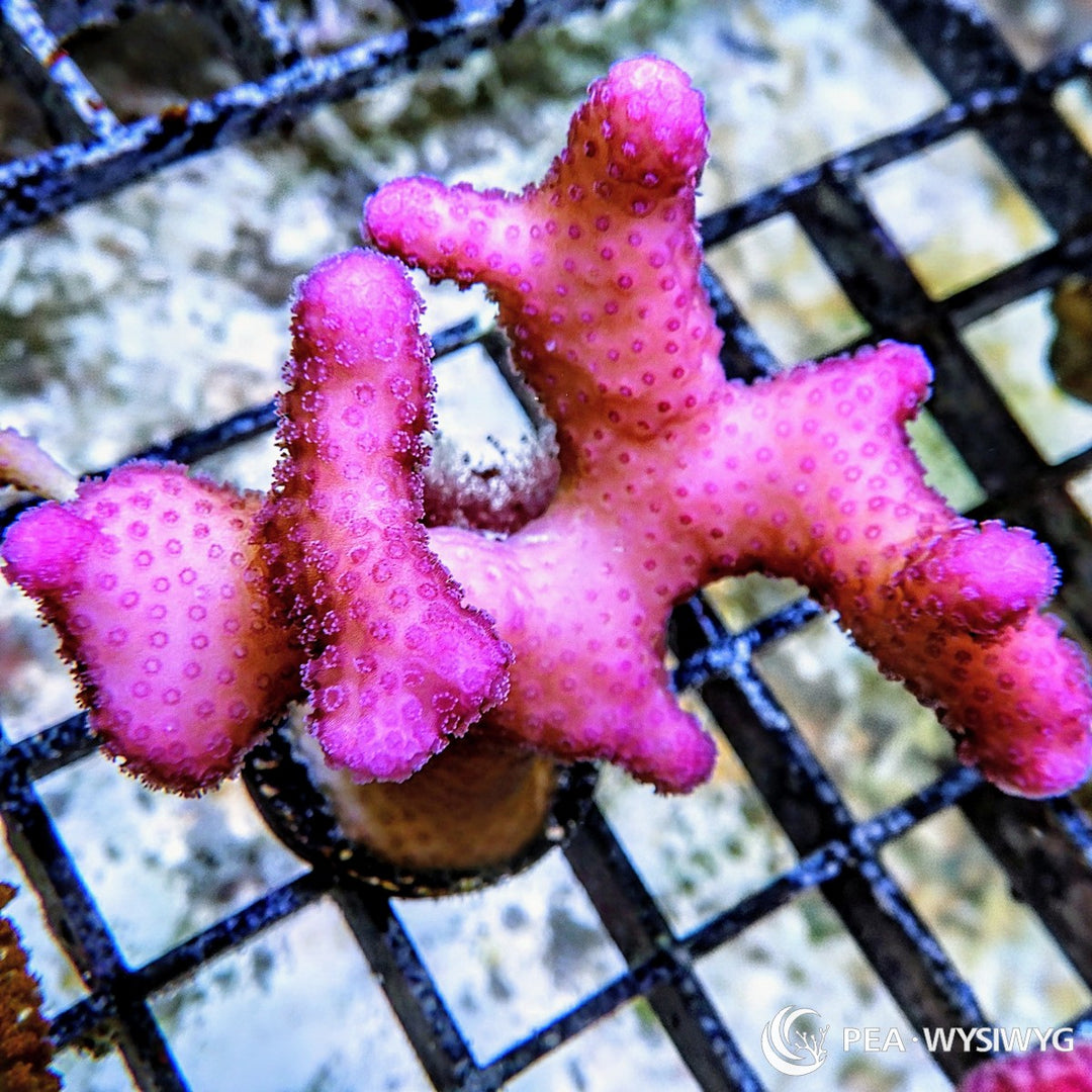Hot Pink Stylophora Stylophora pistillata WYSIWYG coral frag with vivid pink branches, rounded tips, dense polyp texture, and compact branching growth