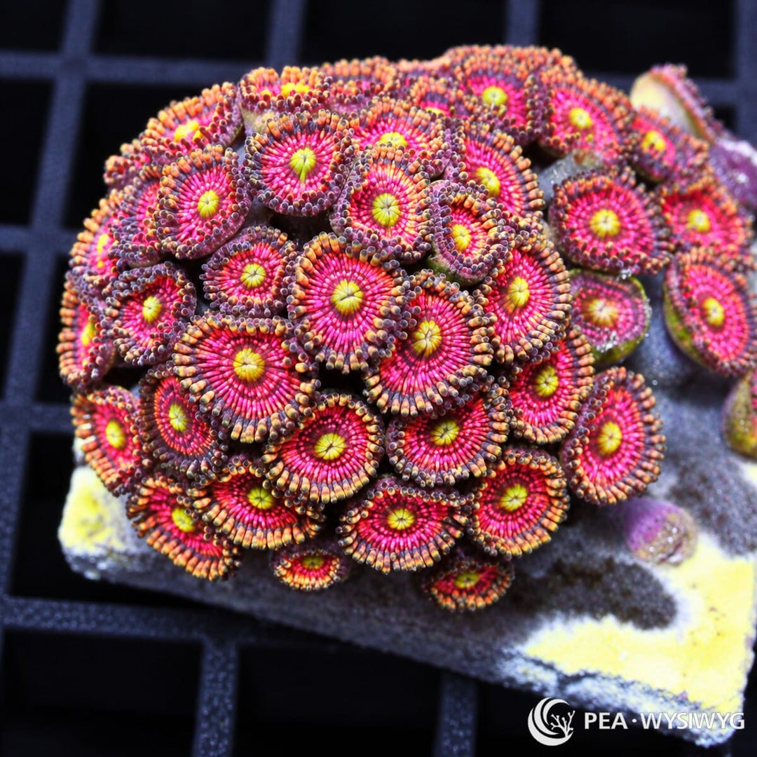 Hot Pink Zoanthids Zoanthus sp. WYSIWYG coral frag with hot pink centers, yellow-green mouths, and orange-bronze skirts