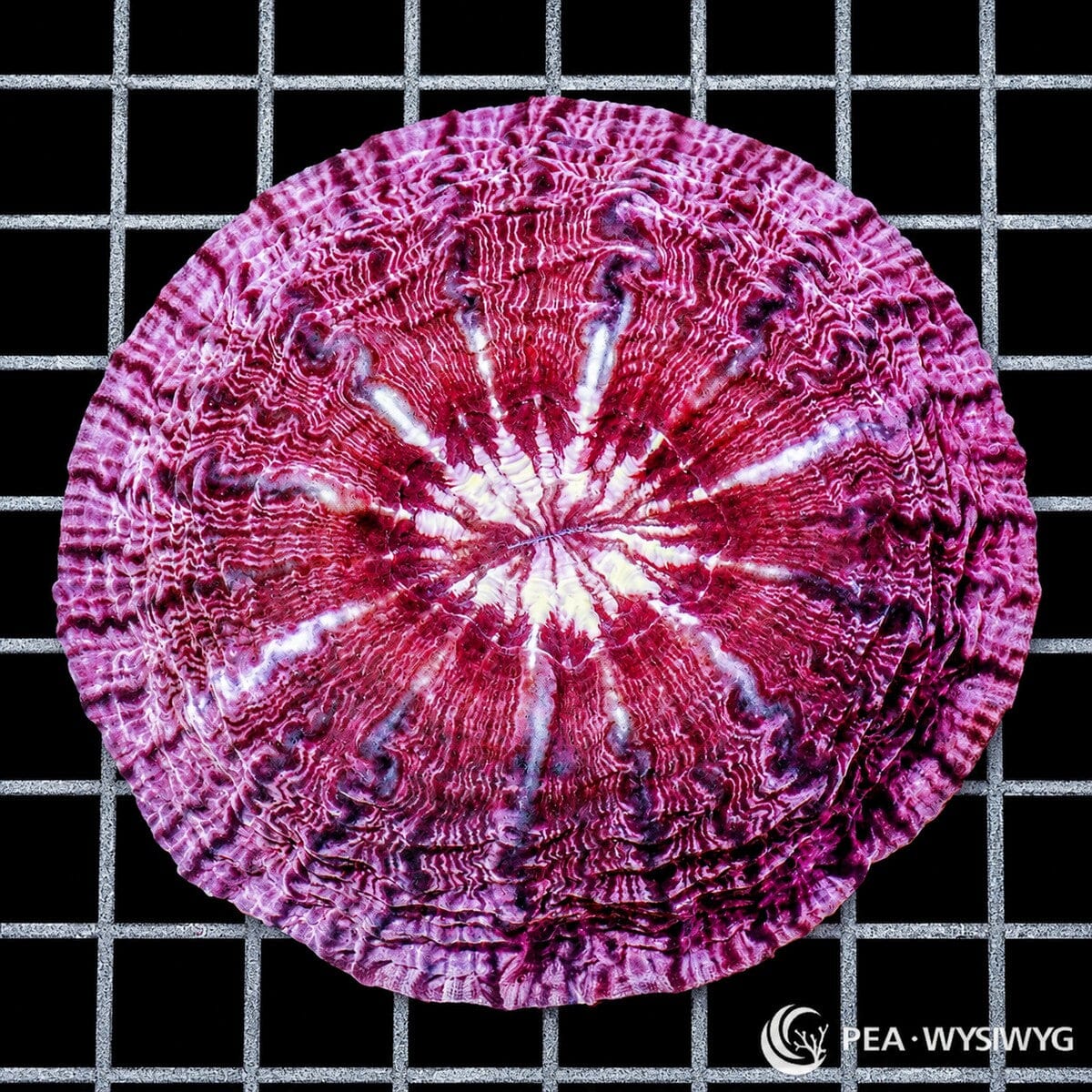 Red Purple Indophyllia LPS coral colony WYSIWYG with purple and white radial pattern