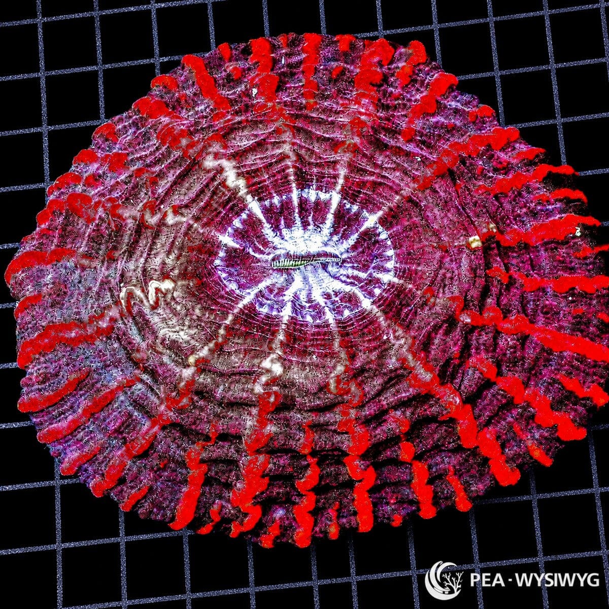 Red Striped Indophyllia LPS coral colony WYSIWYG with red striping and purple white center